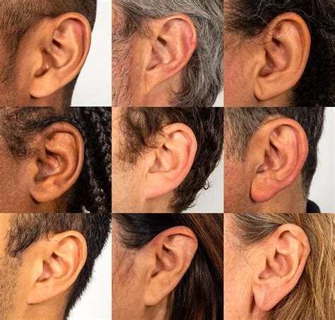 Survey a wide variety of earlobes and decide for yourself if sorting their shapes into two ...