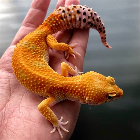 Tremper Albino Tangerine Leopard Gecko