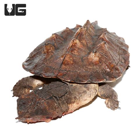 Mata Mata Turtles For Sale - Underground Reptiles