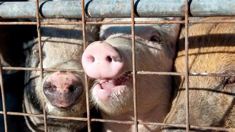 Euroactiv: ' Commission backs ban on cages in farming in ‘historic’ move for animal welfare'