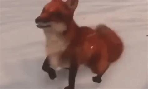 Fox Dance GIF - Fox Dance - Discover & Share GIFs