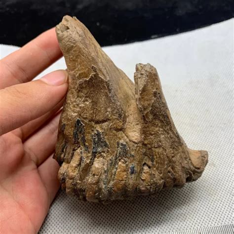 TOOTH FOSSILS FROM the Ice Age Mammoth Age $69.99 - PicClick
