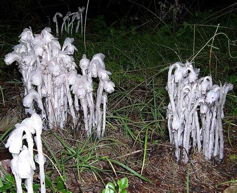 Creepy Plants (18 pics)