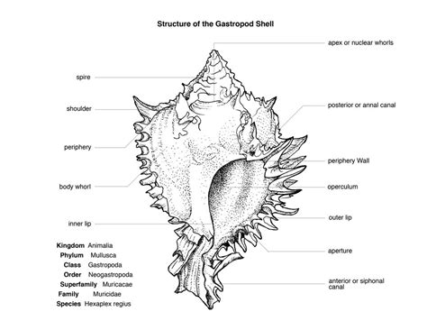 ADRIAN FARIA: Gastropod Structure