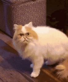 Cat Angry Angry Cat GIF - Cat Angry Angry Cat Cat - Discover & Share GIFs