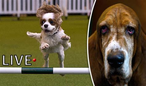 Crufts 2017 LIVE stream: Dog competition, updates, winners, events | Nature | News | Express.co.uk