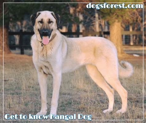 Kangal Dog Growth Chart (Weight Chart & Size Chart)