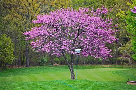 Redbud - Caseys Outdoor Solutions