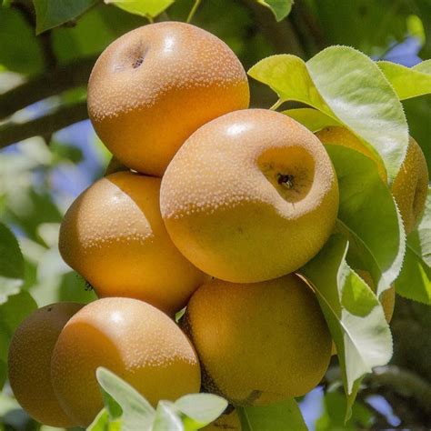 Fresh Fruits Asian Apple Pear Chinese Japanese Korean Golden Nashi Pear Delicious Sweet Crisp ...