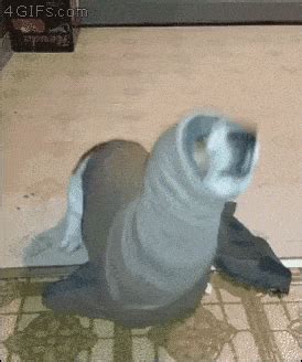 Seal Gif - IceGif