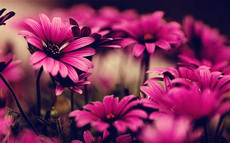 HD Wallpapers Flowers - Wallpaper Cave