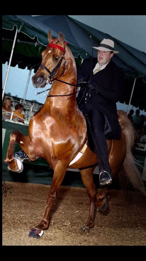 Pin by Amy Glick on ~ KEWL SADDLEBREDS ~ | Saddlebred, Horses, American saddlebred