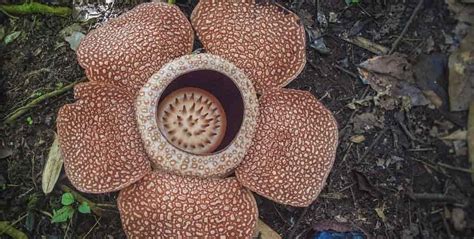 Rafflesia Arnoldii