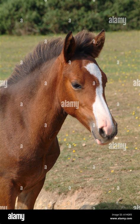 New Forest Pony Foal Stock Photo - Alamy