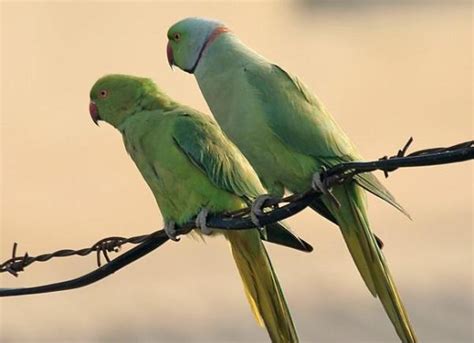 Differences between Male and Female Parrots