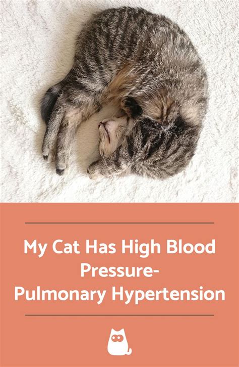 High blood pressure in cats pulmonary cat hypertension symptoms causes and treatment – Artofit