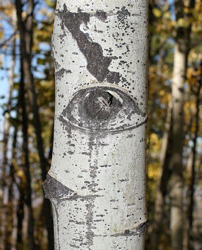 Aspen Eyes (Populus tremuloides) | A Tree with Striking White Bark