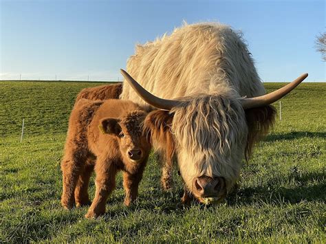 Highland Cattle Calf Farm - Free photo on Pixabay - Pixabay