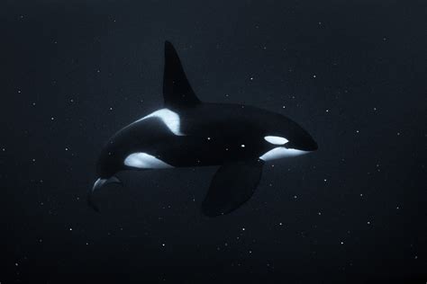 black and white orca killer whale art photos | George Karbus Photography