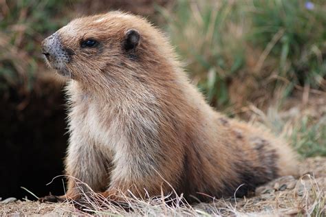 Olympic marmot | Marmot, Mammals, Animals