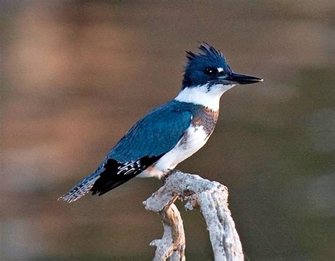 BELTED KINGFISHER FACTS