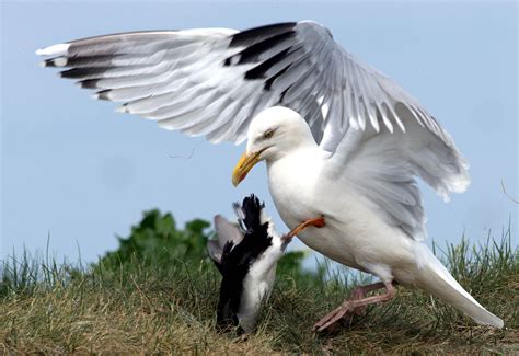 Remarkable images show puffin pulled from burrow and robbed of dinner by seagull - Deadline News