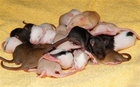 Baby Rat Care: 6 Basics to Know When Caring for Newborns | Animallama