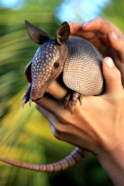 48 best Armadillo images on Pinterest | Armadillo animal, Armadillo and ...