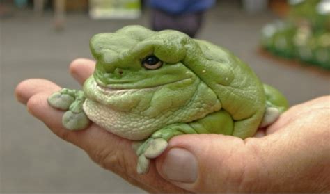 Fat frog is fat - Really funny pictures collection on picshag.com