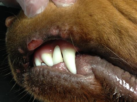 What Causes Sores In Mouth And On Lips Dogs | Lipstutorial.org