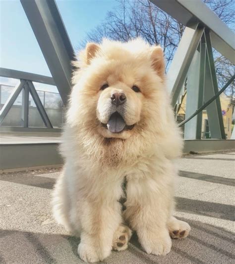 Chow Chow Pudel Mix (Chow Doodle, Chow Poodle, Chowpoo, Poochow) We ...