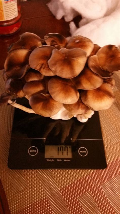 How to store mushrooms long/short-term properly - TEK - Mushroom ...