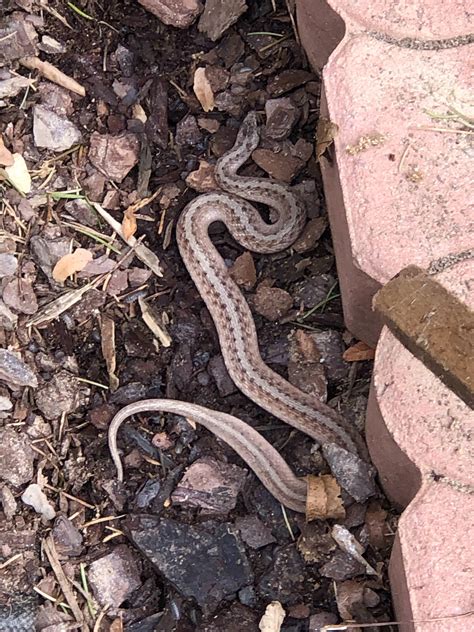 Baby snake identification? About 14” long, located in western North Carolina USA : r/snakes