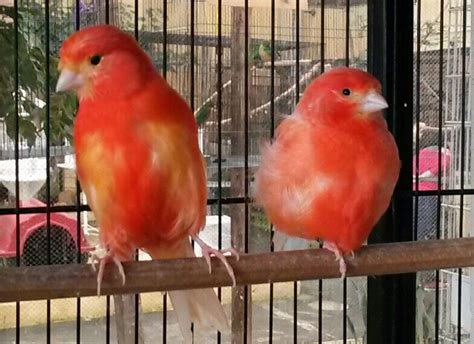 Canaries | Canary birds, Pet rodents, Bird