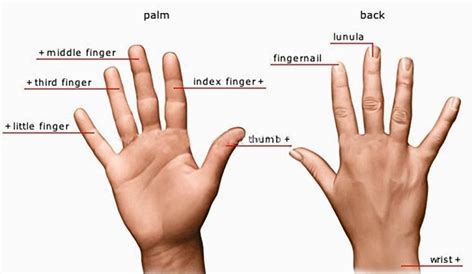 External and Internal Body Parts in Filipino - Owlcation