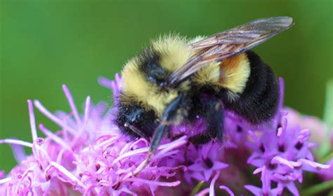 Rusty Patched Bumble Bee - Chicago Wilderness