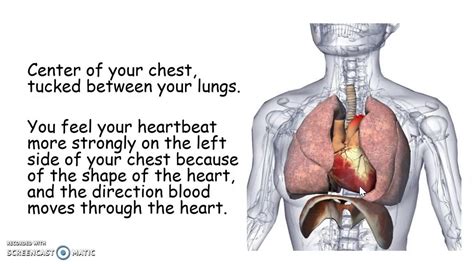 Cardiovascular and Respiratory System - YouTube