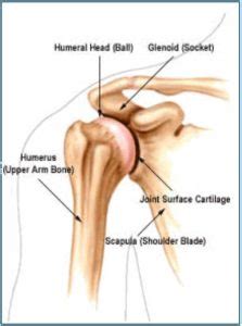 Information For Your Shoulder Surgery | OrthoBethesda