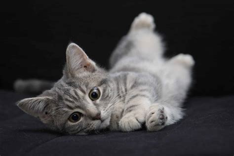 The 34 Most Popular Grey Cat Names