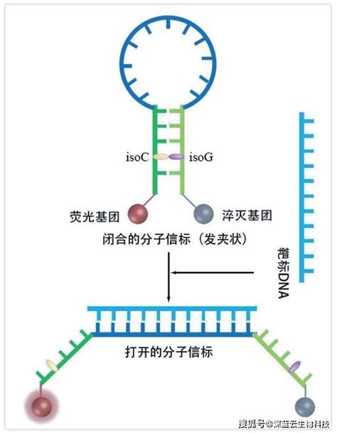 实时荧光定量PCR检测方法，你选对了吗?_基团