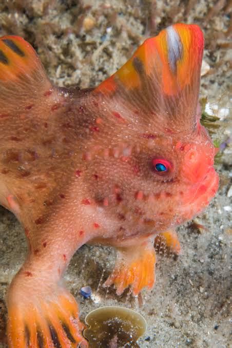 Rare pink handfish with hand and legs 'that walk' spotted for first time in 22 years (photos)