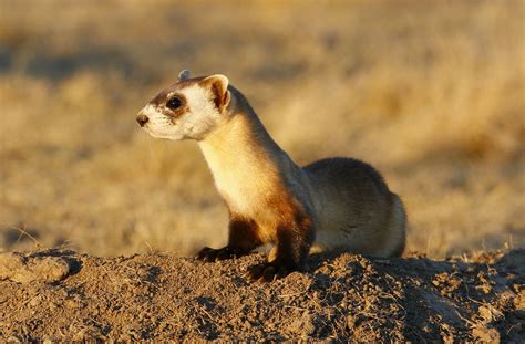 Black-Footed Ferret – Sedgwick County Zoo