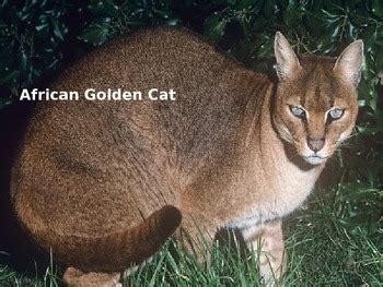 African Golden Cat - Power Point Information Facts Pictures by KLS Reading