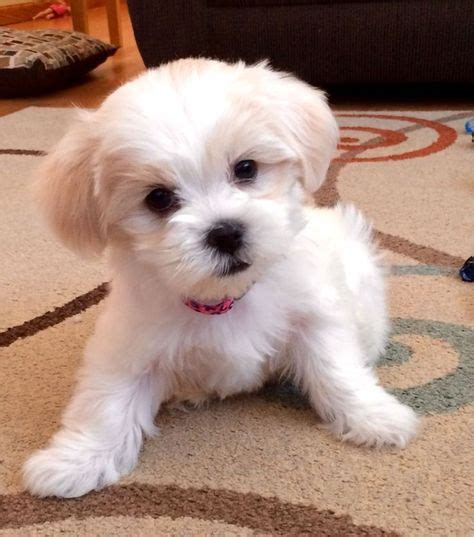 malshi puppy haircuts - Google Search | Puppy haircut, Maltese shih tzu, Maltese dogs