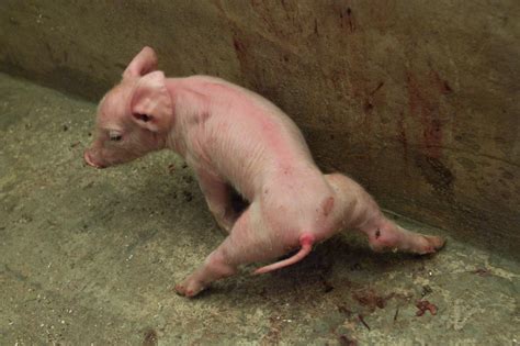 Major problems in piglet health and management - Pig Progress