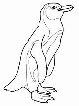 King Penguin Coloring Page At GetColoringscom  Free Printable sketch template