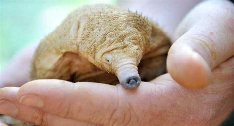 Adorable Echidna: A Unique Mammal from Australia and New Guinea