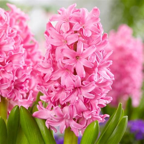 Buy 'prepared' hyacinth bulbs for forcing Hyacinthus orientalis Pink Pearl: £5.99 Delivery by Crocus