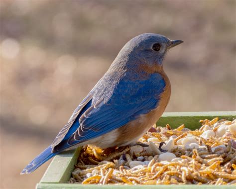 Eastern Bluebird - FeederWatch