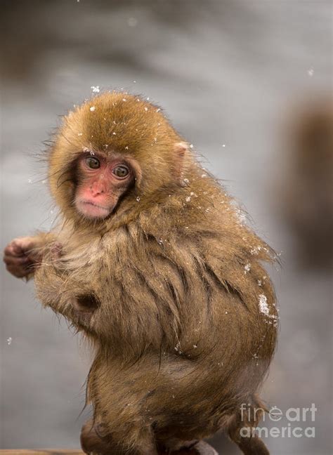 Japanese Macaque Baby at an Onsen at Yamanouchi Japan Photograph by ...